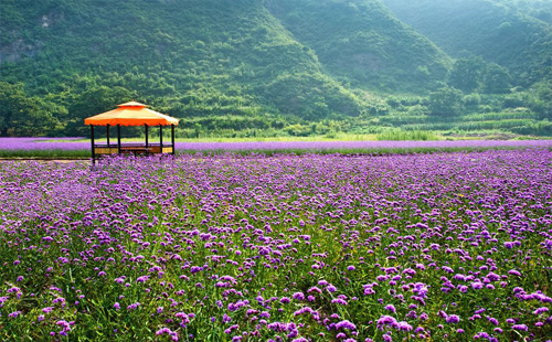 北京哪里有花海 北京花海在哪個地方