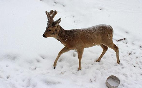 雙峰林場有什么好玩的 雪鄉(xiāng)雙峰林場游玩攻略