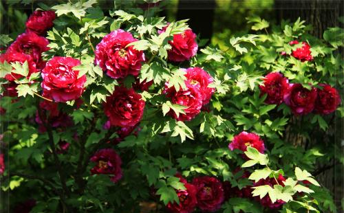 2018曇華寺牡丹花展門票多少錢 曇華寺牡丹花展在哪舉辦