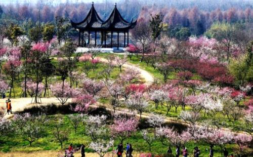 2018年上海海灣森林公園梅花節+廟會攻略