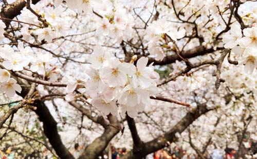 2018武大櫻花節（花期+開始時間+預約流程）