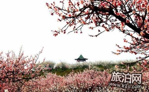 2018南京梅花節門票多少錢 南京梅花節在哪
