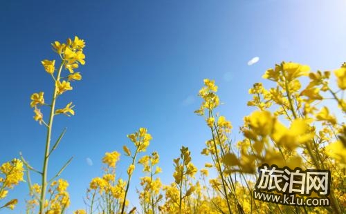 青海湖油菜花什么時(shí)候開 青海湖油菜花攻略