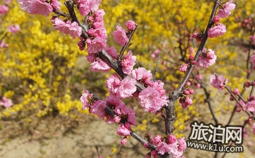 2018林芝桃花節什么時候 2018西藏林芝桃花節時間+景點+穿衣