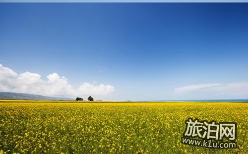 2018羅平油菜花節時間+交通+門票