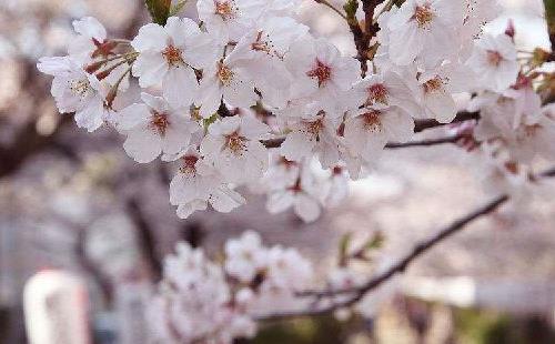 2018年上海魯迅公園櫻花展活動(時間+交通+地址)