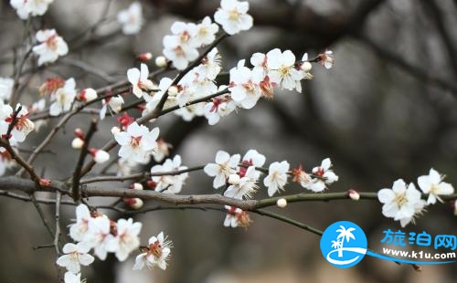 2018無錫梅花節是什么時候 2018無錫梅花節門票多少錢