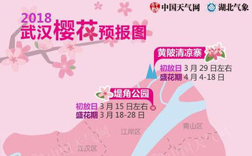 2018武大櫻花開放時間是什么時候
