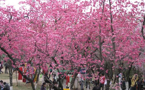 2018成都青白江櫻花節舉辦時間+地址+交通攻略