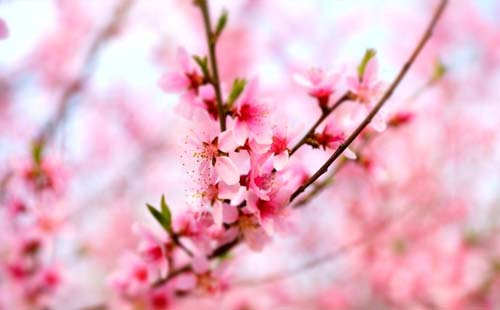 2018第32屆成都桃花節舉辦時間+地址+交通攻略