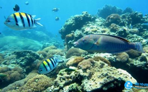 臺(tái)灣綠島潛水多少錢