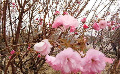 深圳鵬城櫻花節怎么去 深圳鵬城櫻花節路線交通攻略