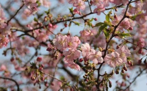 2018上海植物園櫻花節活動(時間+門票)