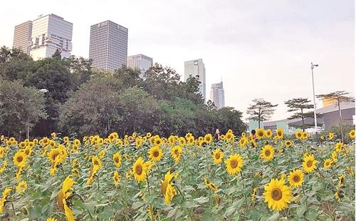 深圳市民中心向日葵在哪里 坐什么車(chē)去