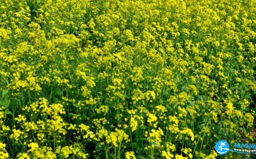 2018韶關(guān)油菜花地點(diǎn)+自駕路線