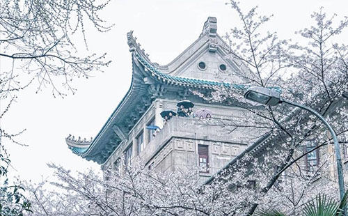 2018武漢大學(xué)看櫻花黃牛票可以買(mǎi)嗎 武大看櫻花黃牛票靠譜嗎