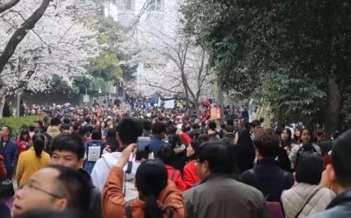 武大櫻花預(yù)約不上 武大櫻花門(mén)票有沒(méi)有黃牛