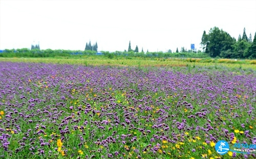 紫煙薰衣草莊園怎么樣 2018沈陽紫煙薰衣草莊園門票+交通