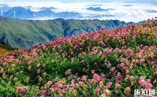 貴州花海圖片 貴州看花的地方介紹
