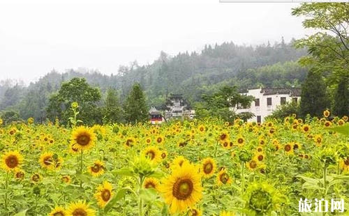 2018年安徽西遞向日葵8月盛開(kāi)