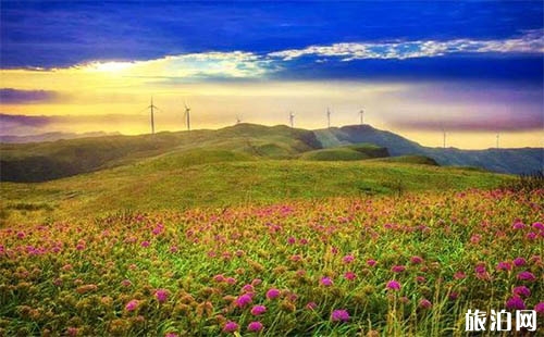 貴州韭菜坪花期是什么時候