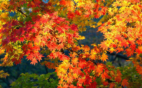 11月去大阪楓葉紅了嗎 大阪最佳賞楓時間