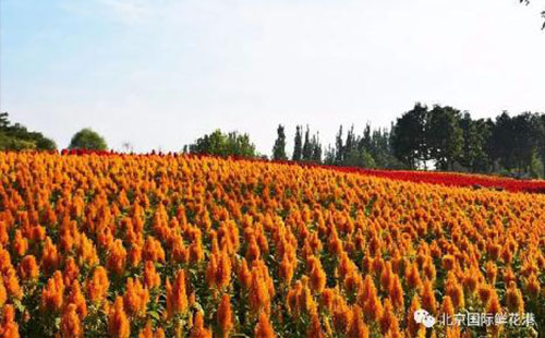 2018北京菊花文化節(jié)門票價格+時間