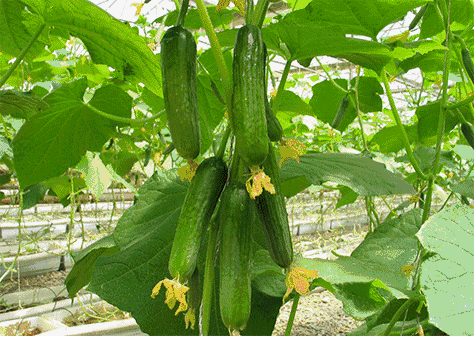 2018松江菊花節(jié)時間 2018松江菊花節(jié)游玩攻略