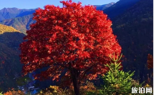 十一月成都周邊有哪些景點 成都十一月可以看紅葉嗎