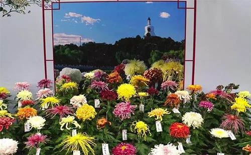 2018北京賞菊花去哪里 國慶北京菊花文化節(jié)