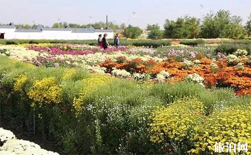2018新疆昌吉菊花節(jié)開幕 賞菊迎國慶