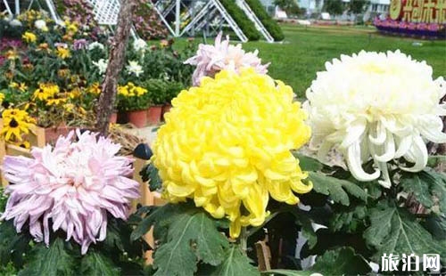 2018烏魯木齊市植物園菊花展送菊花嗎