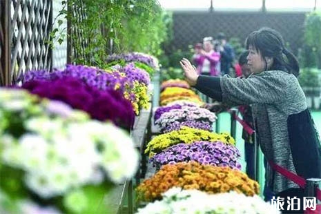 2018南京湖熟菊花展是什么時候 湖熟免費專線怎么坐
