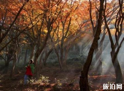 2018廬山紅葉什么時候紅