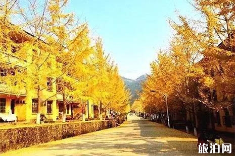 韶關(guān)南雄銀杏最佳觀賞時間是多少
