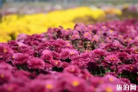 2018湖熟菊花展門票+地址+交通 南京菊花哪里好