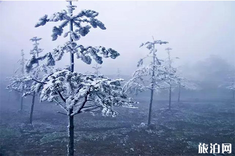峨眉山霧凇觀賞攻略