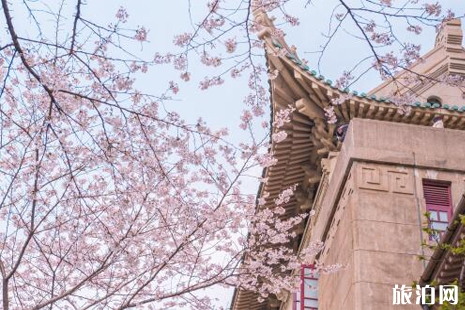 2019武漢櫻花什么時候開 武漢櫻花攻略