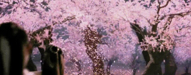 廈門哪里看櫻花?附賞櫻交通