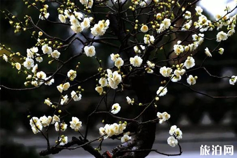 2019貴州梅花節時間+優惠+介紹+地址+交通