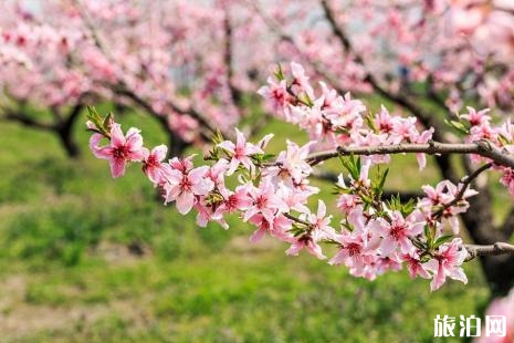 2019年林芝桃花節時間+最佳觀賞點+最佳花期+線路推薦