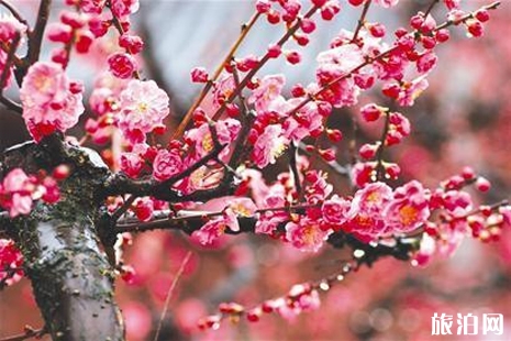 武漢東湖梅花節(jié)2019門票+優(yōu)惠政策+花期