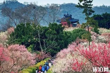 2019南京賞花時間表