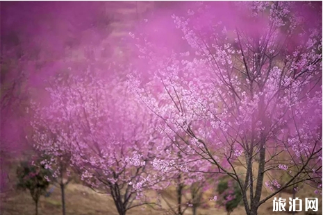 韶關(guān)春天賞花攻略 韶關(guān)春天賞花地點(diǎn)盤點(diǎn)