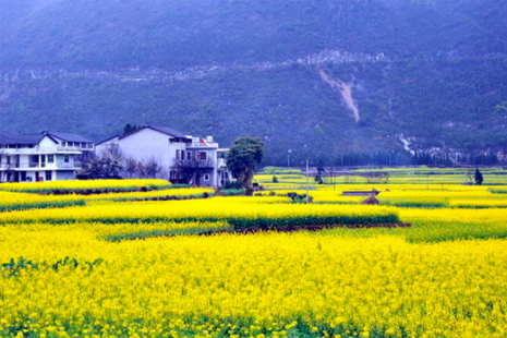 貴州2019年上哪賞花 貴州賞花攻略