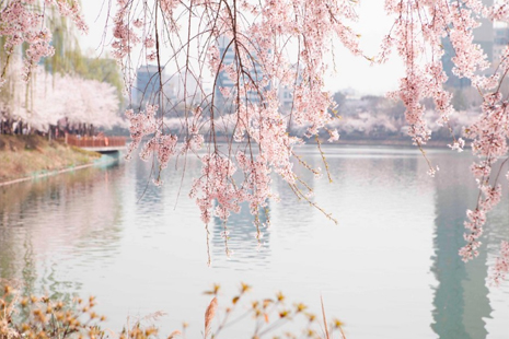 三月去韓國(guó)哪里賞花 韓國(guó)春季踏青地點(diǎn)推薦