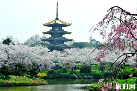 2019武漢櫻花花期預測