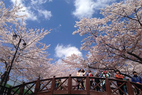 2019韓國(guó)櫻花開(kāi)放時(shí)間預(yù)計(jì)