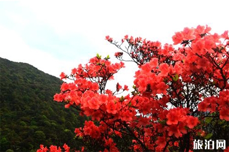 2019貴州龍泉山杜鵑花花期 時間+地點