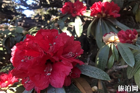 烏蒙大草原杜鵑花什么時候開 花期+門票